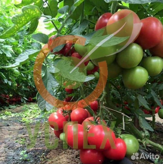 Семена томата Мей Шуай F1