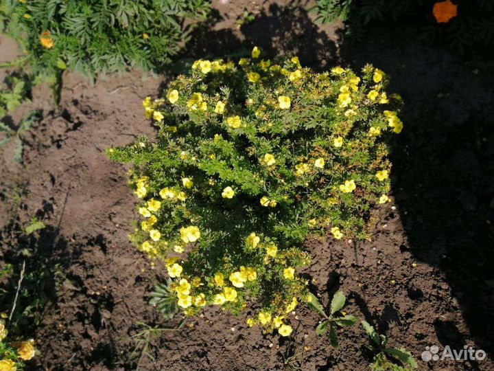 Многолетники для сада