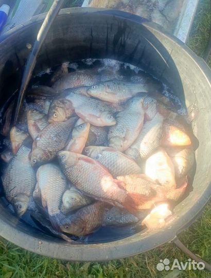 Свежие караси
