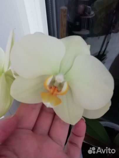 Орхидея фаленопсис