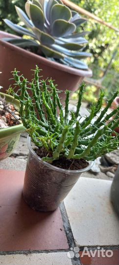 Эуфорбия (молочай)