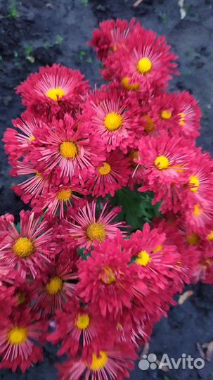 Мульти флора и корейская. Хризантемы