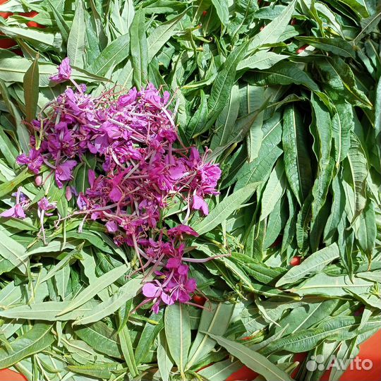 Иван чай ферментированный