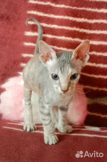 Канадский сфинкс (Браш)