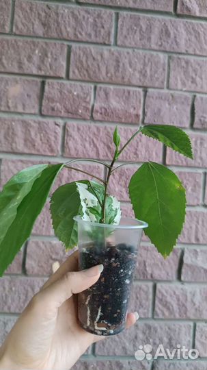 Гибискус снежная королева Snow Queen