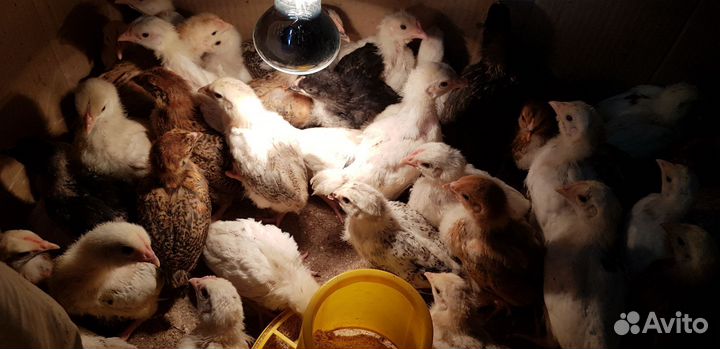 Цыплята