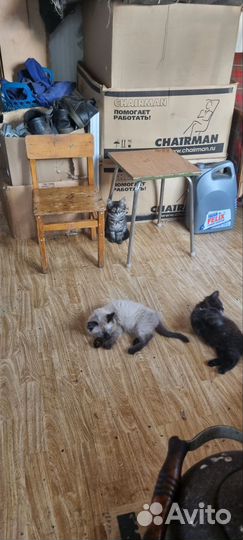 Котята в добрые руки 5 месяцев