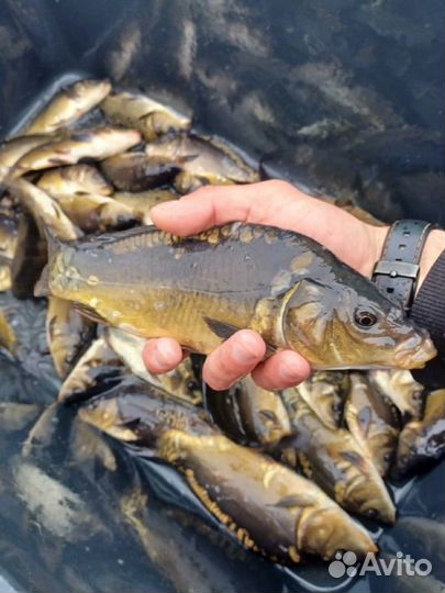 Малек Карпа