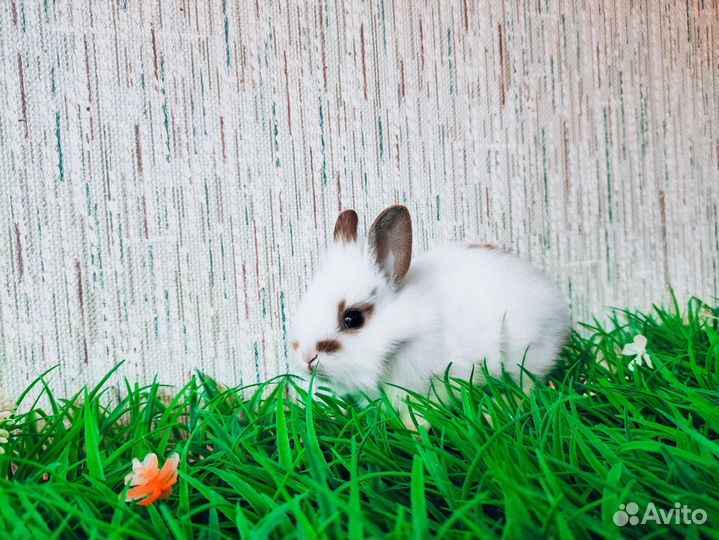 Мини карликовый кролик