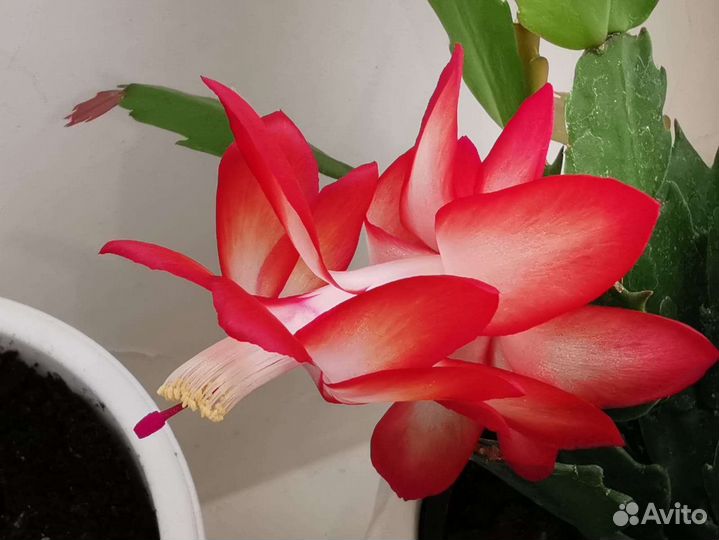 Декабрист гранатовый