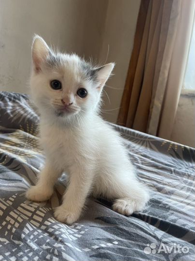 Котята в добрые руки даром