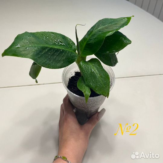 Банановая пальма