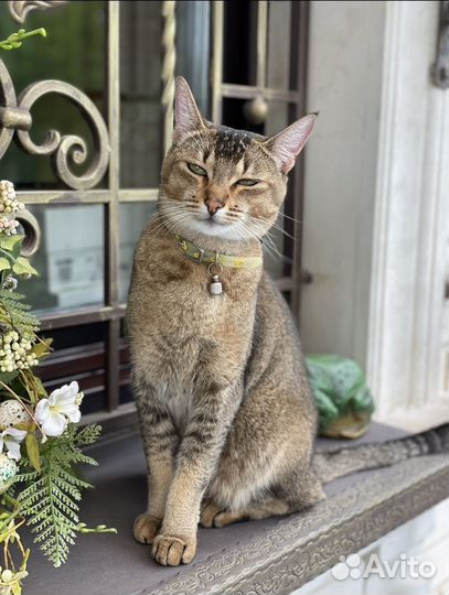 Потерялась кошка