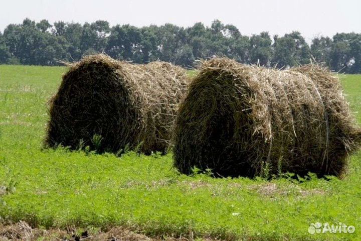 Прелое сено