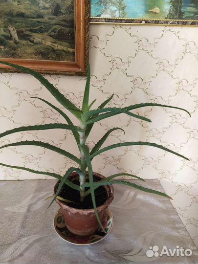 Алоэ столетник