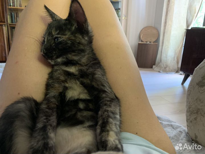 Котята в добрые руки даром