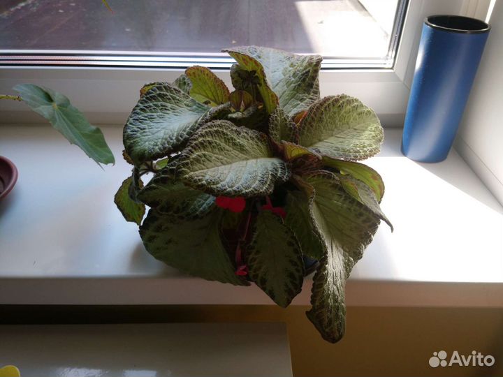 Эписция (ампельная), или павлиний цветок