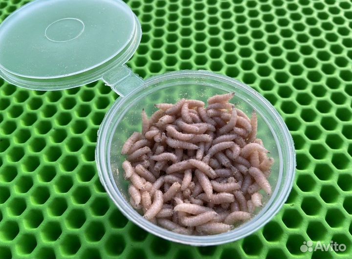 Опарыш оптом