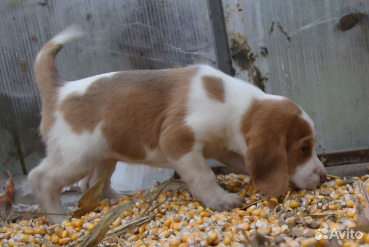 Эстонская гончая щенки