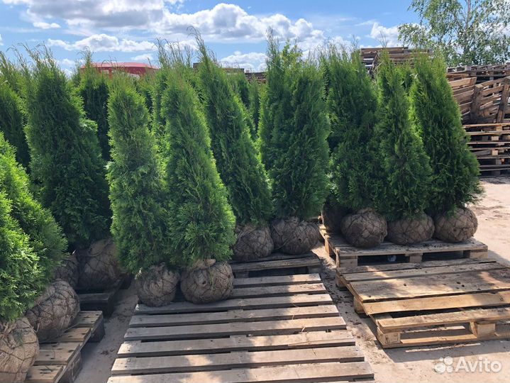 Туя Смарагд, Колумна, Брабант - от 15 штук. Достав