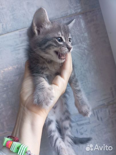 Котята в дар