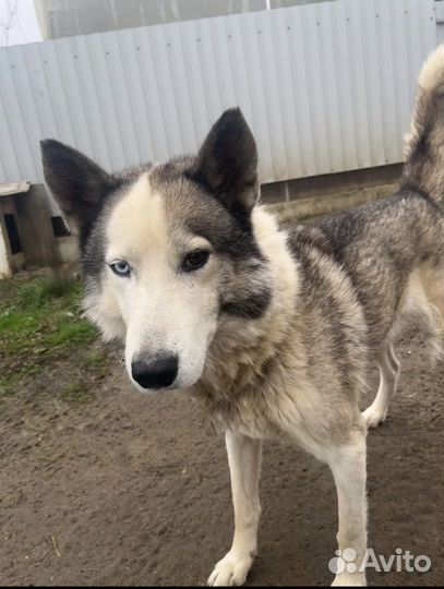 Хаски в добрые руки