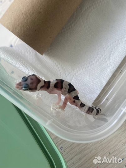 Эублефар самец