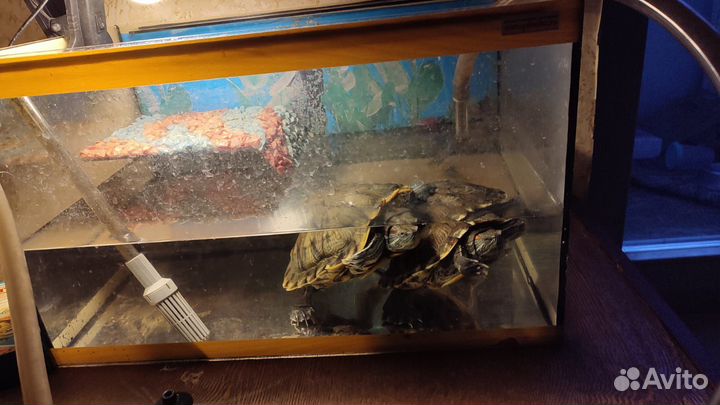 Черепахи с аквариумом
