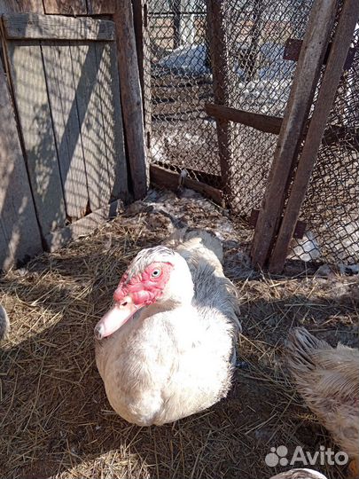 Домашняя птица индоутка