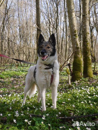 Собака Джуна