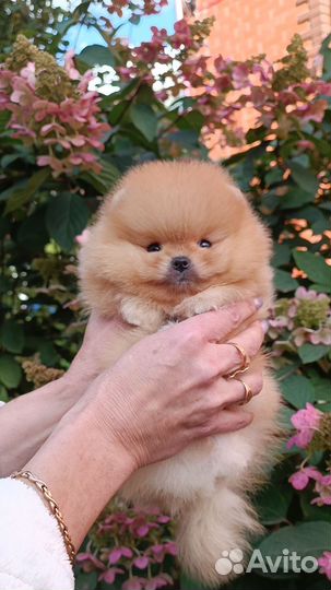 Кукольные Мальчики