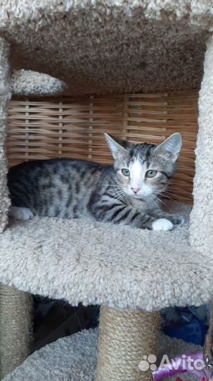 Котята (мальчики)