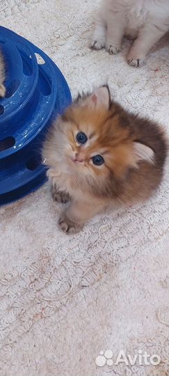 Малыши из питомника