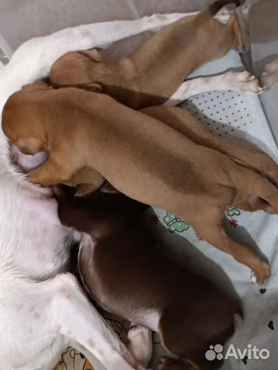 Мини той-терьер