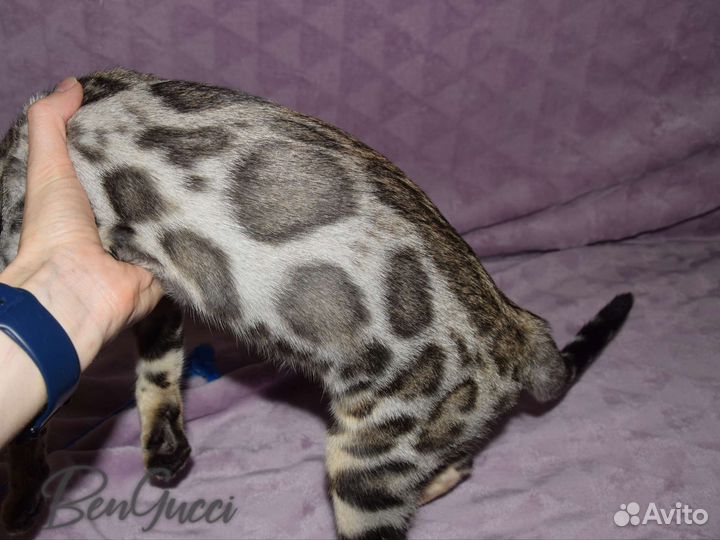 Бенгальская девочка серебро