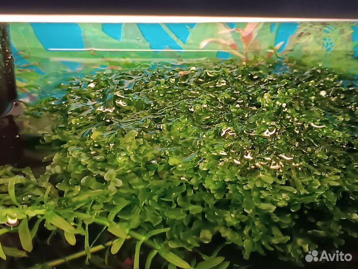 Папоротник Ломариопсис