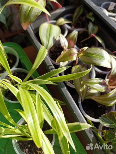 Традесканция, хлорофитум