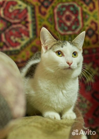 Барбариска