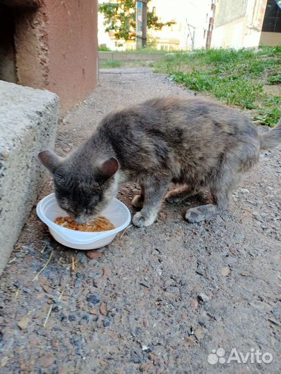 Бездомный котик