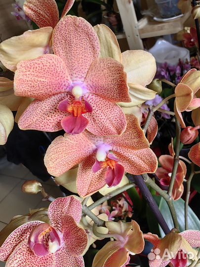 Орхидея фаленопсис