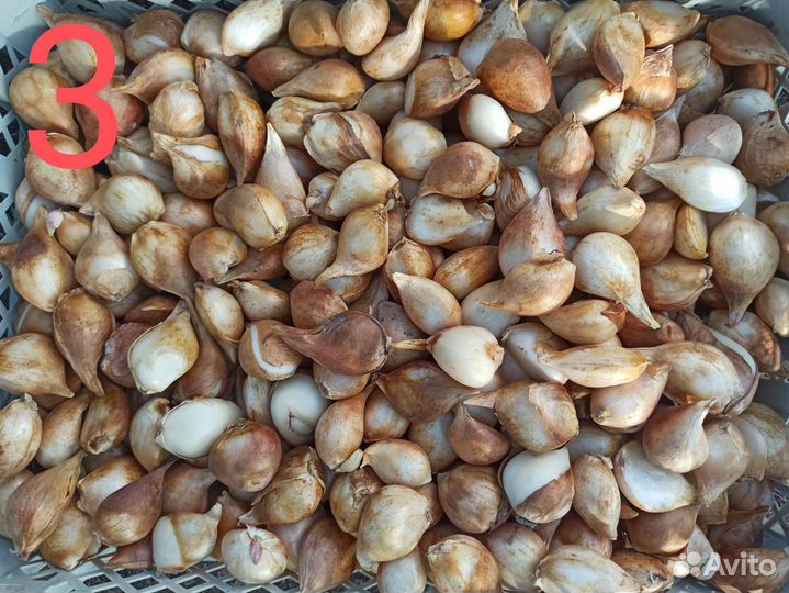 Продам луковицы тюльпанов