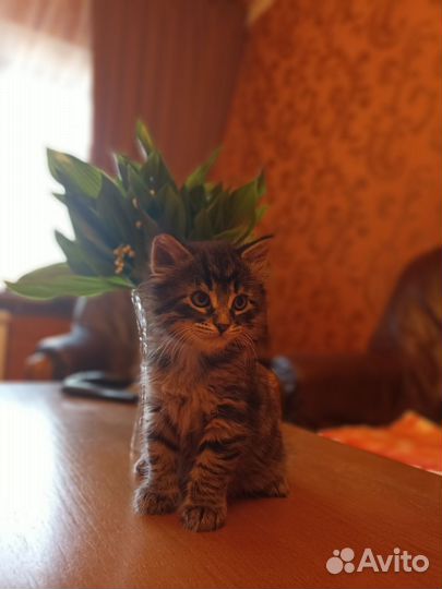 Котята