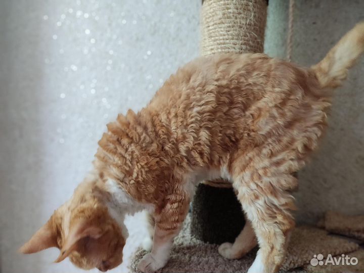 Девон-рекс кошка