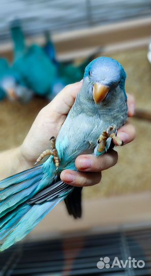 Супер ручные Монах Квакер Калита Выкормыши