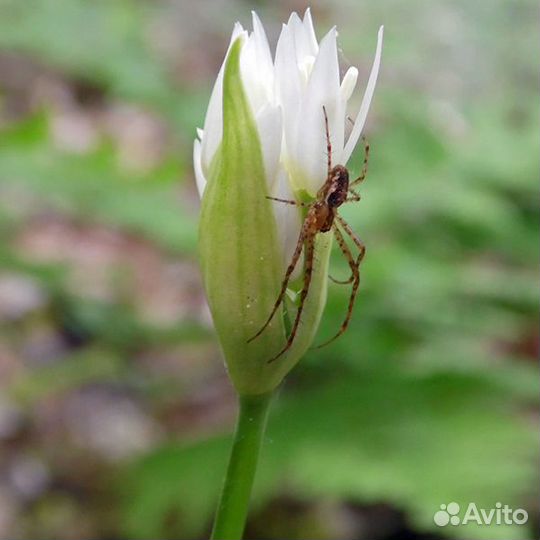 Черемша, дикий чеснок, Allium ursinum, Лук медвежи