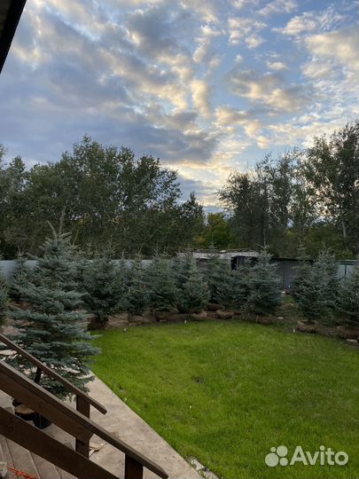 Голубая ель мисти блю