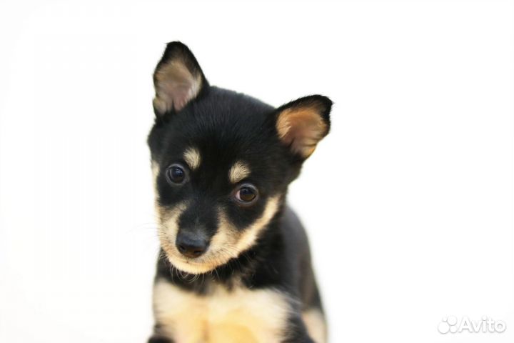 Щенок мальчик