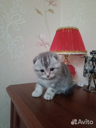 Шотландская вислоухая
