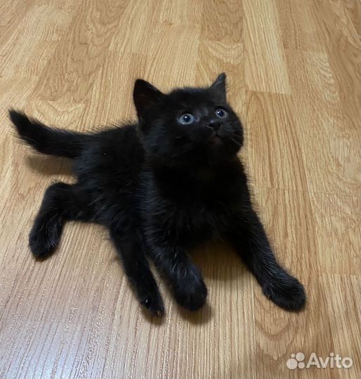 Котята