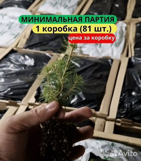 Сеянцы сосны обыкновенной зкс